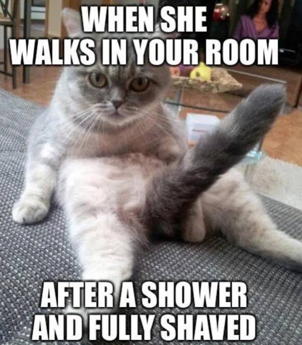 Ready To Enjoy The Sex Memes?