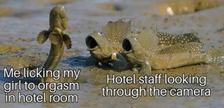 Want Some Spicy Sex Memes?