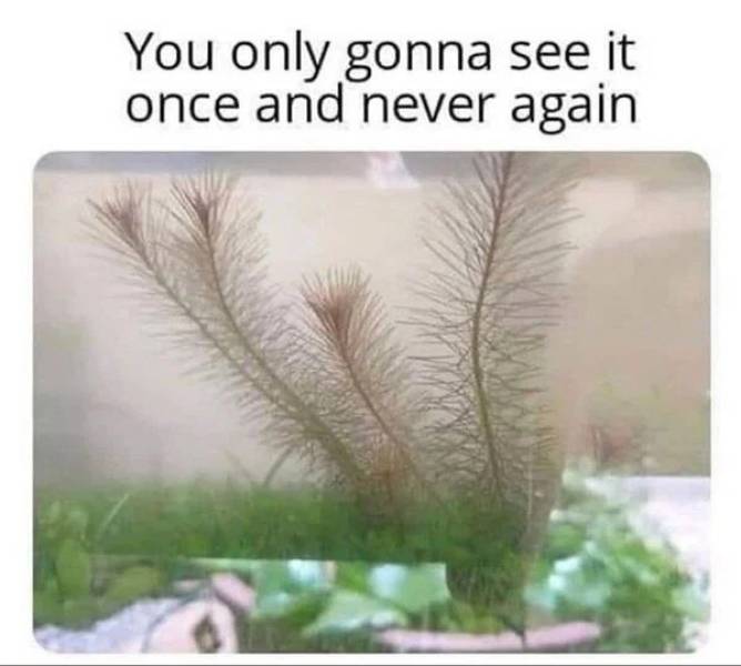 More NSFW Memes! More!