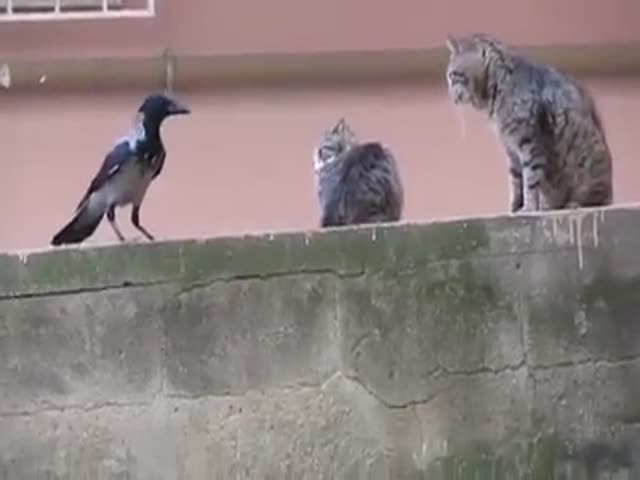 Looks Like It’s Jealous…