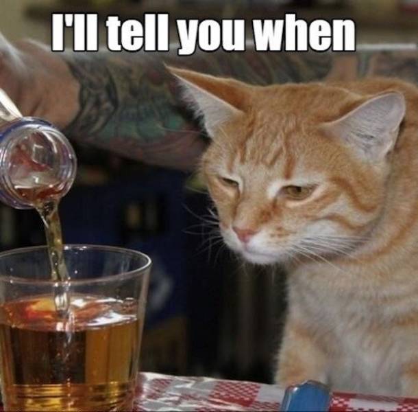 These Memes Are Already Drunk…