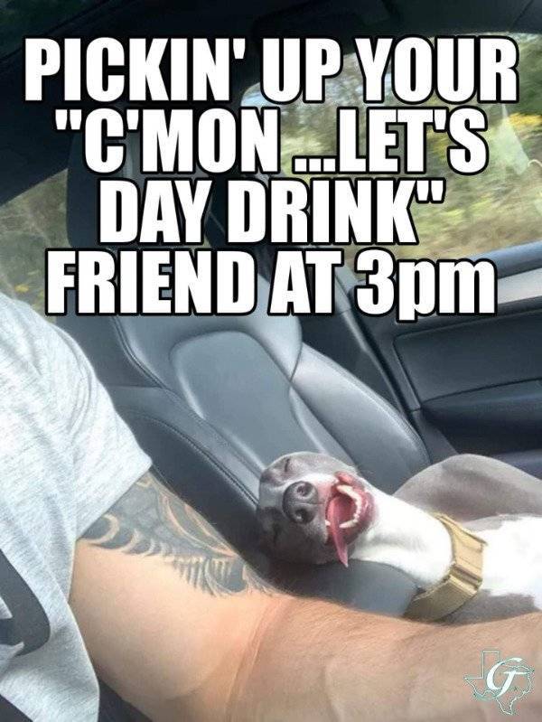 These Memes Are Already Drunk…