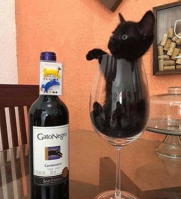 They Are Very, Very Drunk…