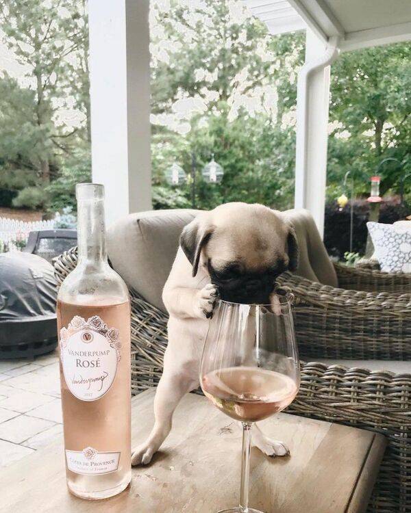 They Are Very, Very Drunk…