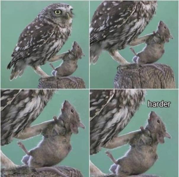 Random Dirty Memes…