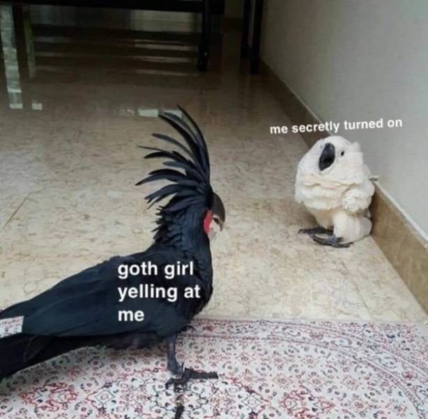 Random Dirty Memes…