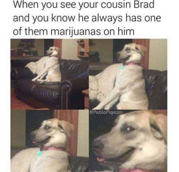 These Stoner Memes Are Already High…