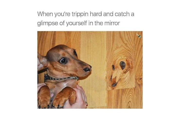 these stoner memes are already high 46 pics 3 gifs 12.html - 46 HD GIF | Premium Gallery 2022