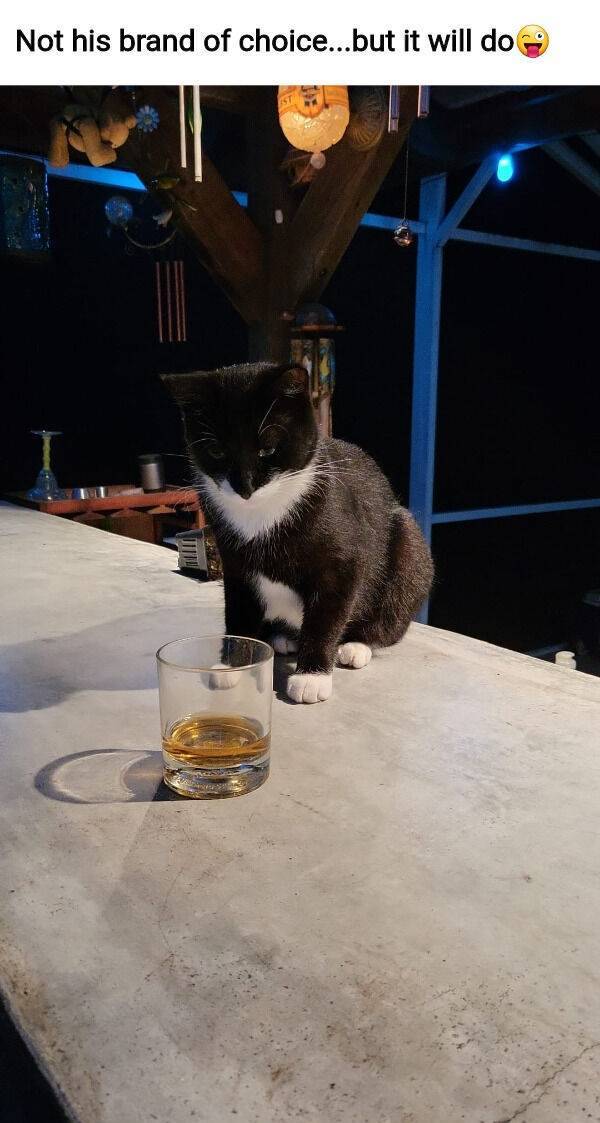 just celebrating with some drinks 40 pics 1 gif 17.html - 40 HD GIF | Premium Gallery 2022