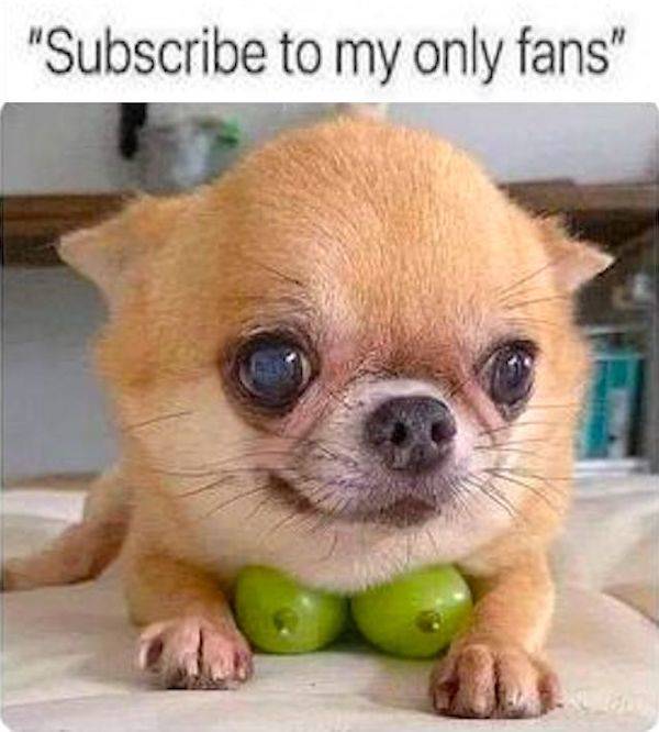 These Are Some Naughty Memes!