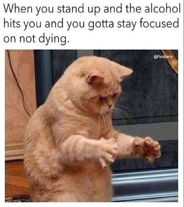 These Memes Are Already Drunk…