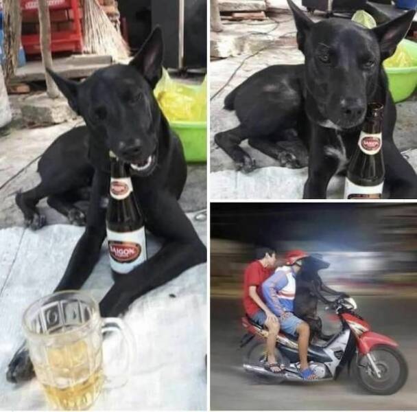 theyll never stop drinking 44 pics 16 gifs 2.html - 44 HD GIF | Premium Gallery 2023