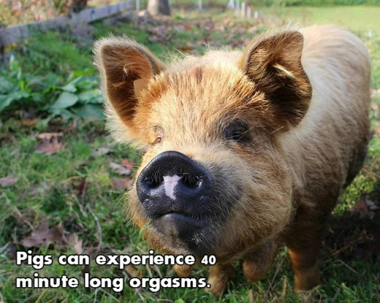 Fascinating NSFW Facts