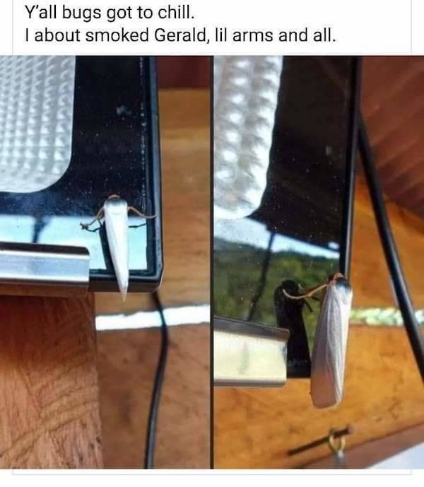 these stoner memes are already high 58 pics 3.html - 58 HD Photos | Premium Gallery 2023