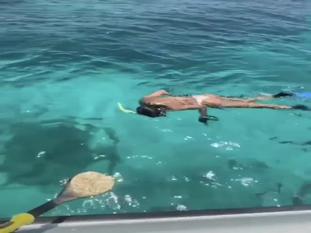 Swimming Among Fish