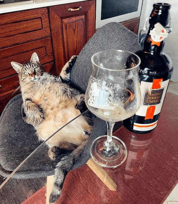 drinking never ends 37 pics 2 gifs 9.html - 37 HD GIF | Premium Gallery 2023