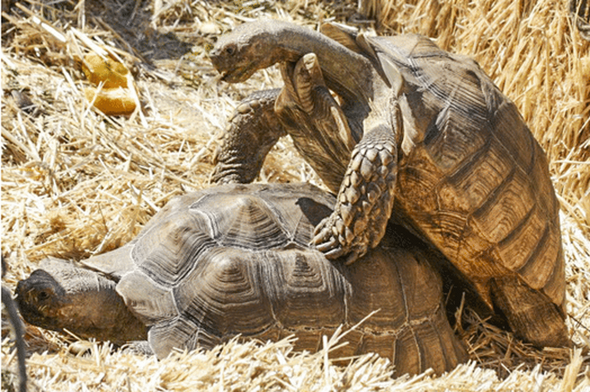 Fascinating Sex Facts From Every Corner