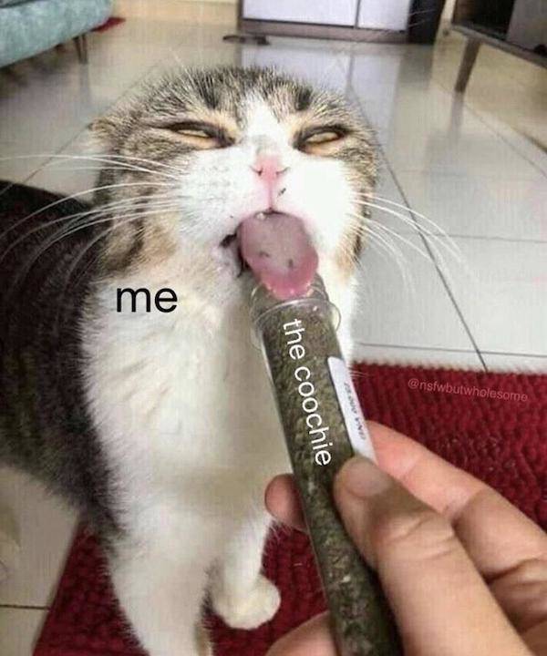 Meme Heatwave: Exploring The Internet