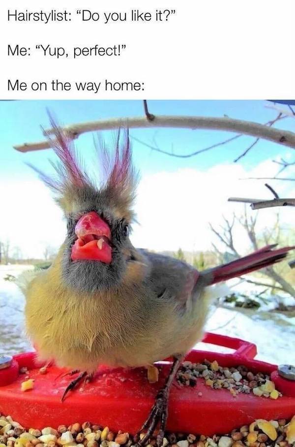 Outlandish Hair Adventures: Crazy Haircuts On Display