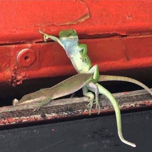 dirty minds only 65 pics 3 gifs 2.html - 65 HD GIF | Premium Gallery 2023