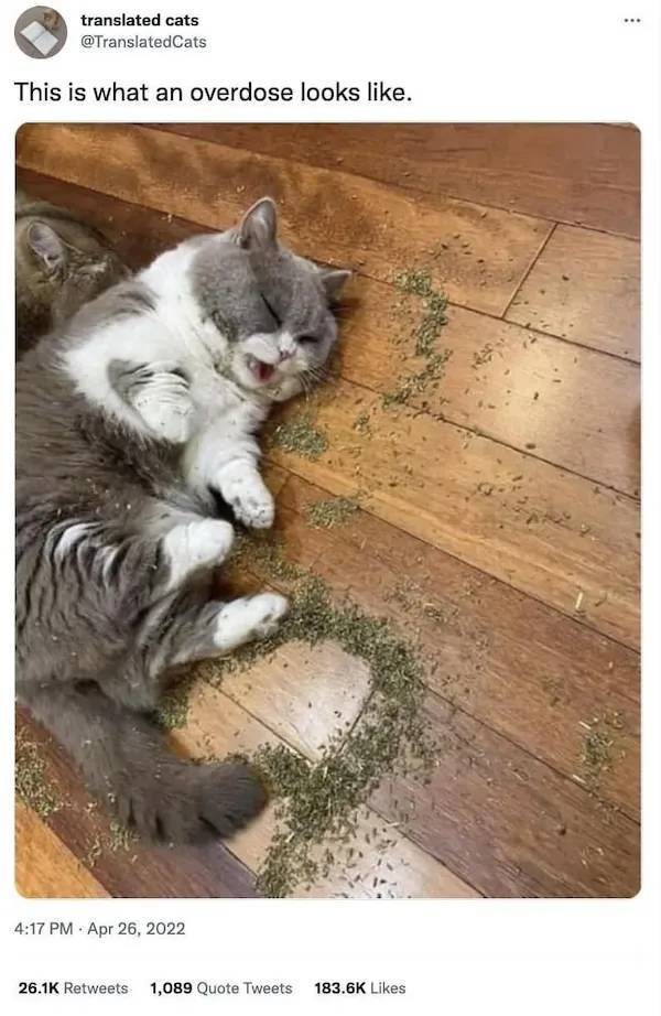 These Memes Are Already Stoned