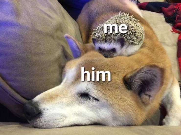 flirty memes to send your better half 34 pics 4.html - 34 HD Photos | Premium Gallery 2024