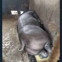 the tinier the animal the cuter it is 20 pics 3.html - 20 HD Photos | Premium Gallery 2019