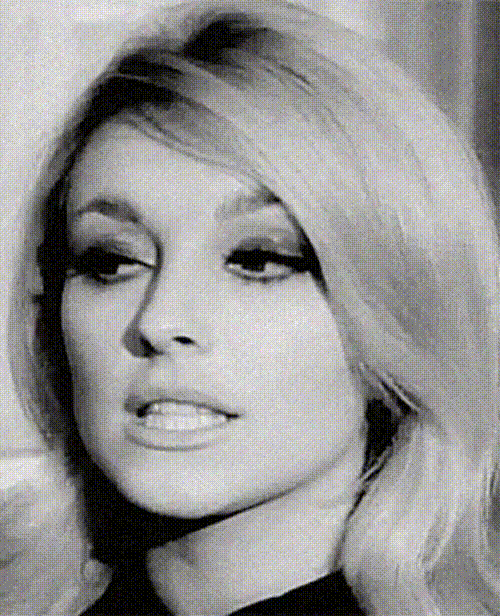 remembering the glamour of sharon tate 24 gifs 3.html - 1 HD GIF | Premium Gallery 2024