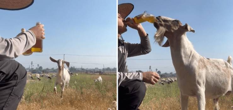 drinking never ends 38 pics 2 gifs 36.html - 38 HD GIF | Premium Gallery 2024