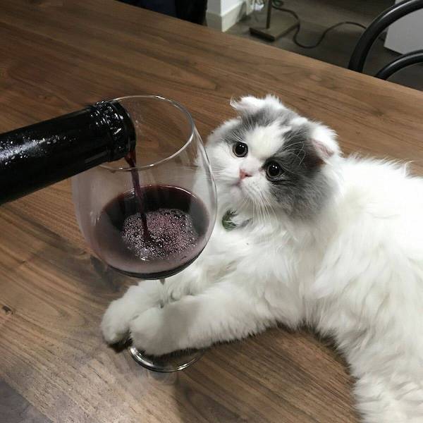 drinking never ends 38 pics 2 gifs 36.html - 38 HD GIF | Premium Gallery 2024