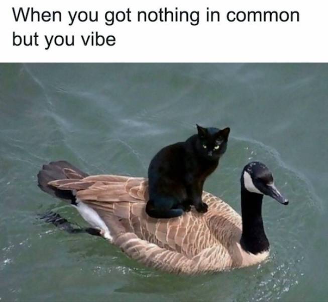 playfully naughty memes for when youre feeling flirty 34 pics 15.html - 34 HD Photos | Premium Gallery 2025