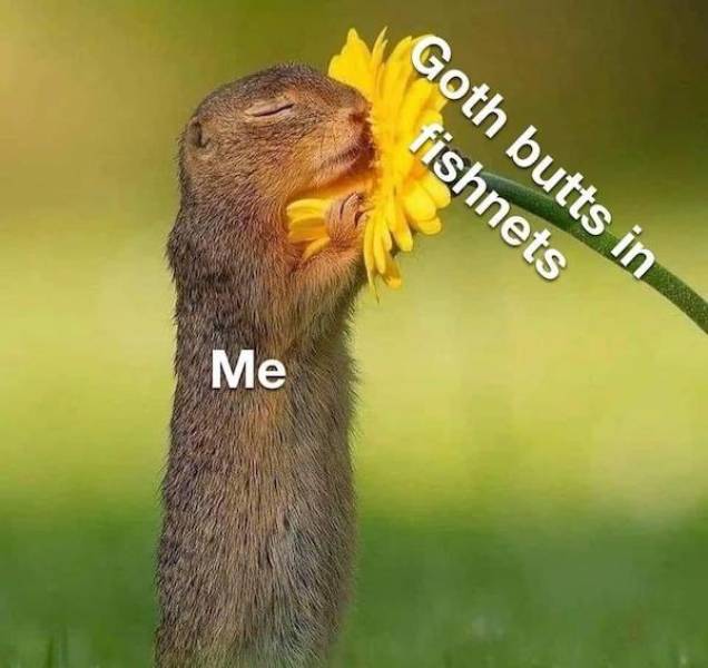 nsfw memes to add some spice to your life 32 pics 8.html - 32 HD Photos | Premium Gallery 2025