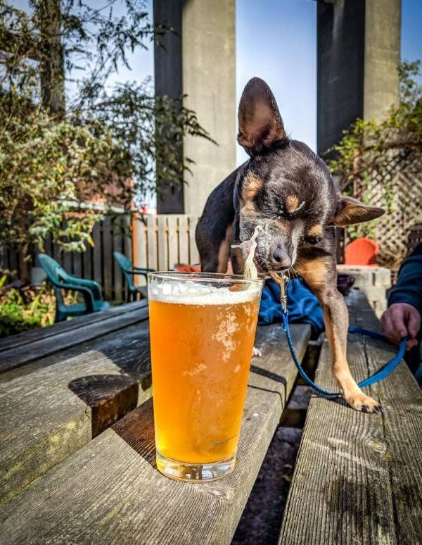 drinking never ends 42 pics 18.html - 42 HD Photos | Premium Gallery 2025