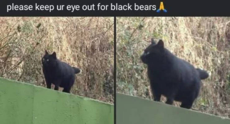 random memes because why not 34 pics 14.html - 34 HD Photos | Premium Gallery 2026