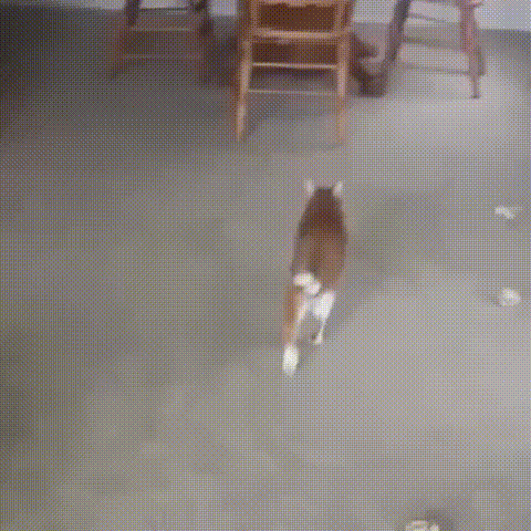 daily gifdump 46 gifs 3.html - 1 HD GIF | Premium Gallery 2026