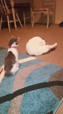 daily gifdump 46 gifs 3.html - 1 HD GIF | Premium Gallery 2026