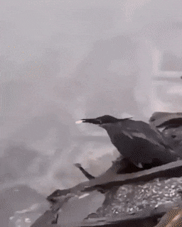 daily gifdump 46 gifs 3.html - 1 HD GIF | Premium Gallery 2026