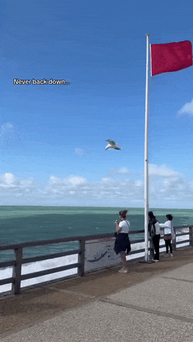 daily gifdump 46 gifs 3.html - 1 HD GIF | Premium Gallery 2026