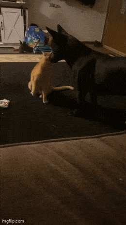 daily gifdump 46 gifs 3.html - 1 HD GIF | Premium Gallery 2026