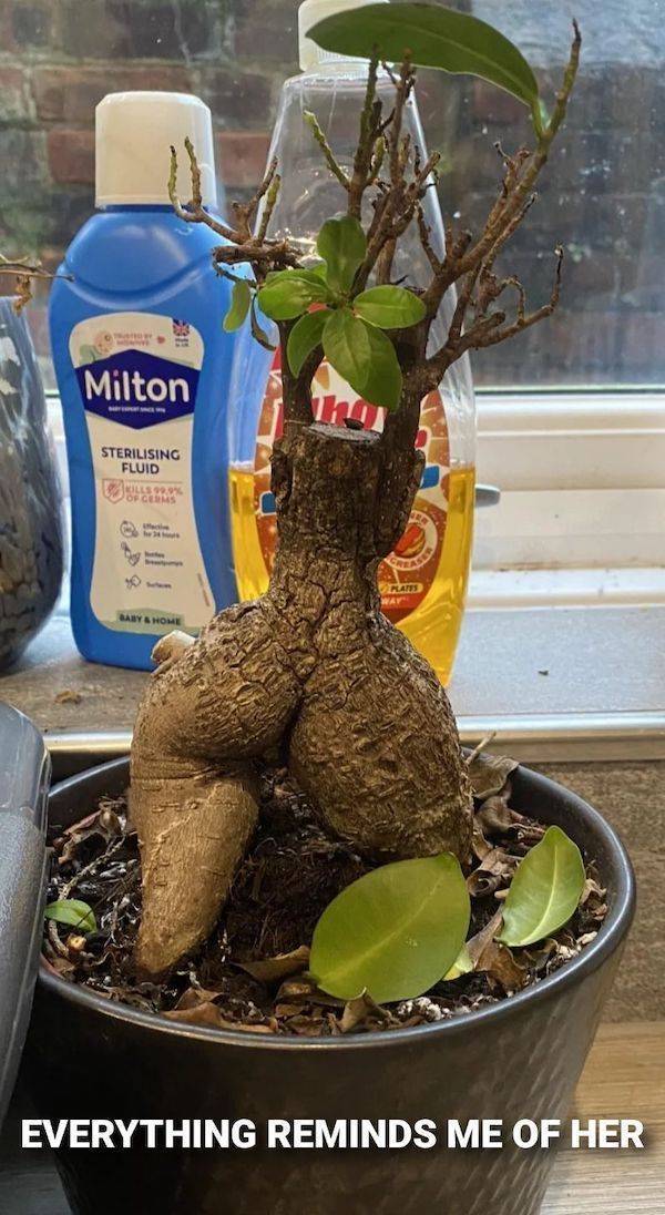 heres your meme therapy 33 pics 14.html - 33 HD Photos | Premium Gallery 2026