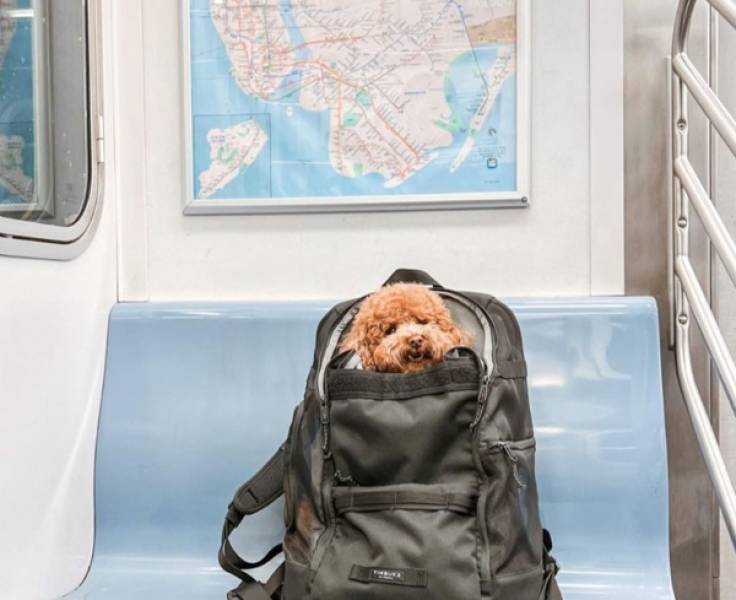 public transit is a different universe 41 pics 4.html - 41 HD Photos | Premium Gallery 2026