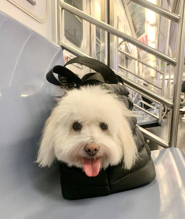 public transit is a different universe 41 pics 4.html - 41 HD Photos | Premium Gallery 2026