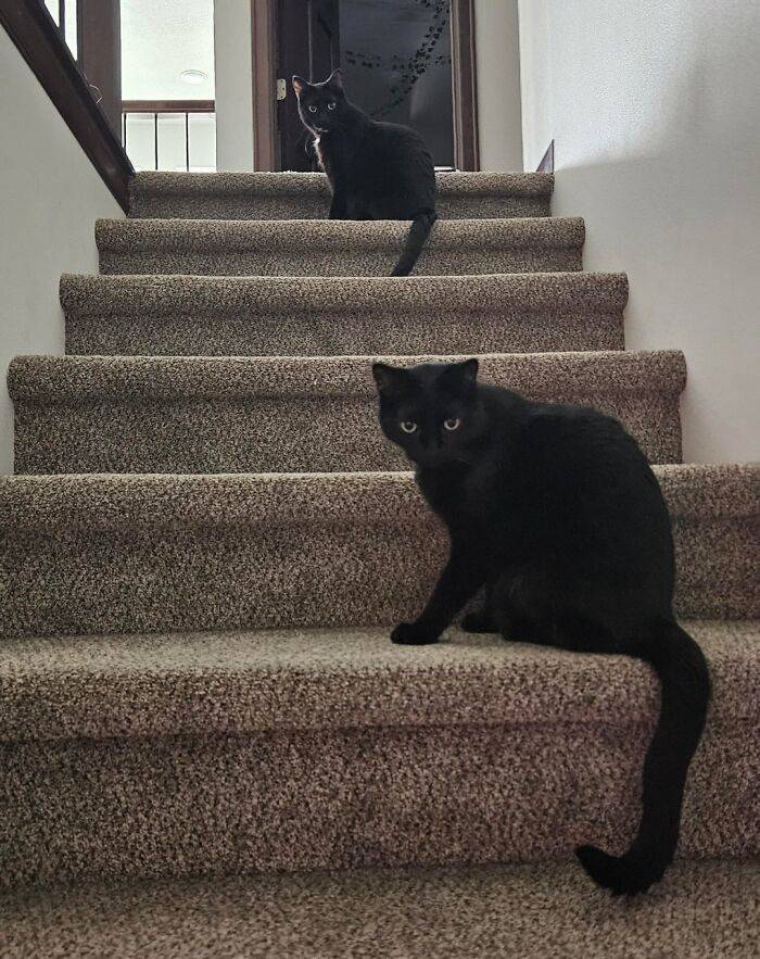 reallife moments that looked like a matrix glitch 56 pics 2.html - 56 HD Photos | Premium Gallery 2026