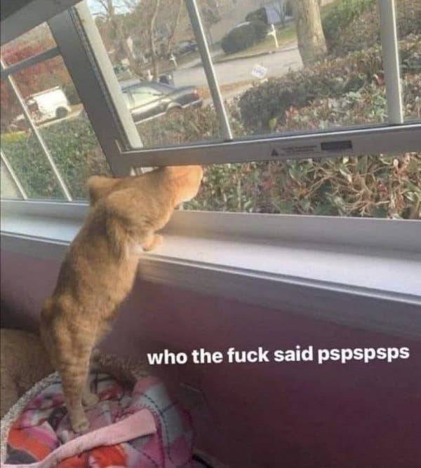 the funniest dumb pics on the internet 33 pics 5.html - 33 HD Photos | Premium Gallery 2026