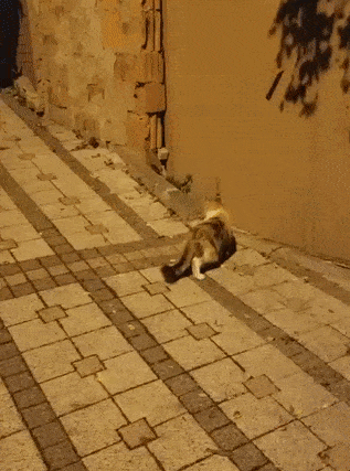 daily gifdump 45 gifs 7.html - 1 HD GIF | Premium Gallery 2026