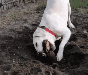 daily gifdump 45 gifs 7.html - 1 HD GIF | Premium Gallery 2026