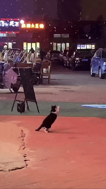 daily gifdump 45 gifs 7.html - 1 HD GIF | Premium Gallery 2026