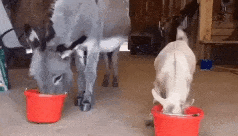 daily gifdump 45 gifs 7.html - 1 HD GIF | Premium Gallery 2026