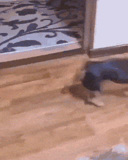 daily gifdump 45 gifs 7.html - 1 HD GIF | Premium Gallery 2026