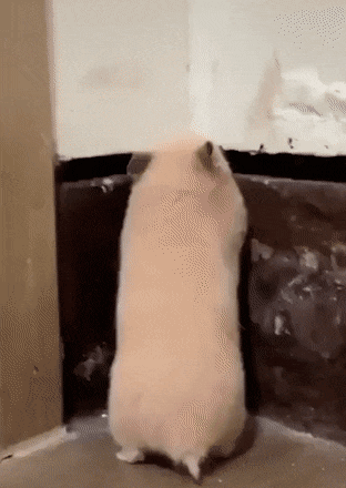 daily gifdump 45 gifs 7.html - 1 HD GIF | Premium Gallery 2026